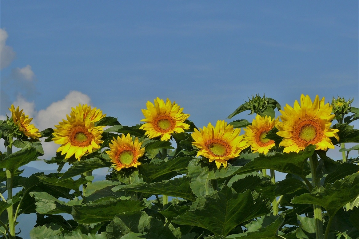 http://www.alpico.co.jp/shikinomori/news/images/P1230666.JPG