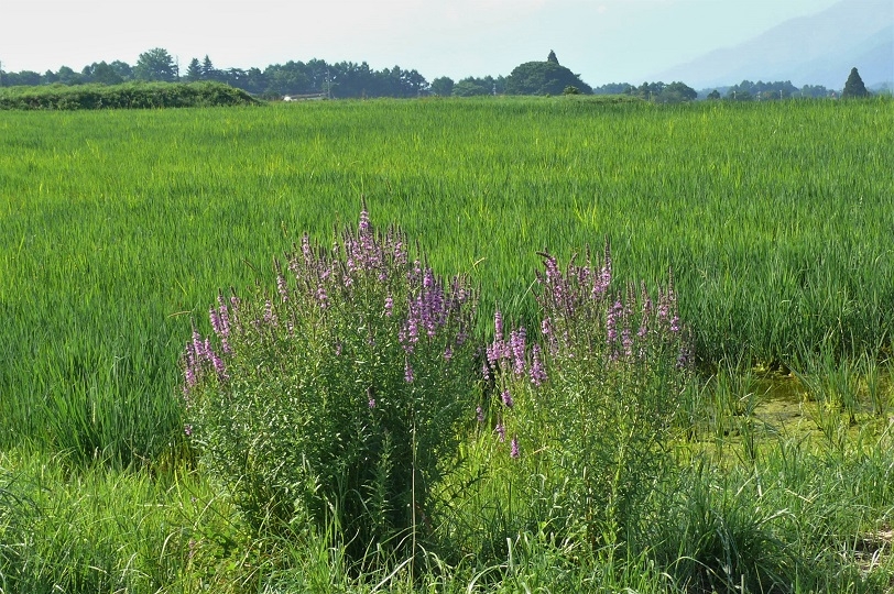 http://www.alpico.co.jp/shikinomori/news/images/P1230667.JPG