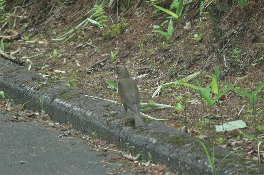 http://www.alpico.co.jp/shikinomori/news/images/P1230704.JPG