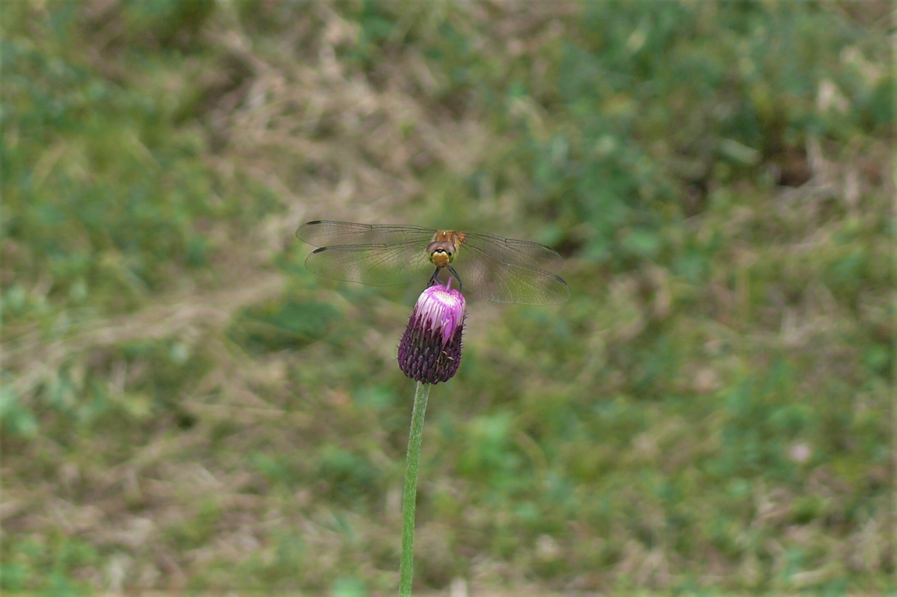 http://www.alpico.co.jp/shikinomori/news/images/P1230722.JPG