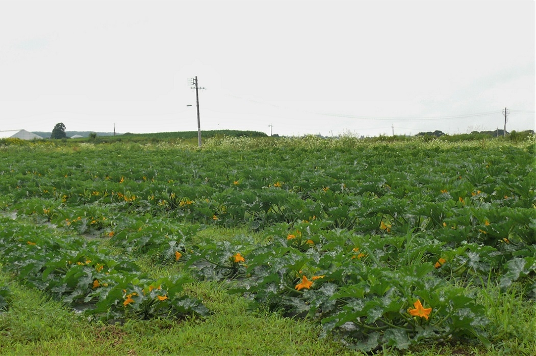 http://www.alpico.co.jp/shikinomori/news/images/P1230740.JPG