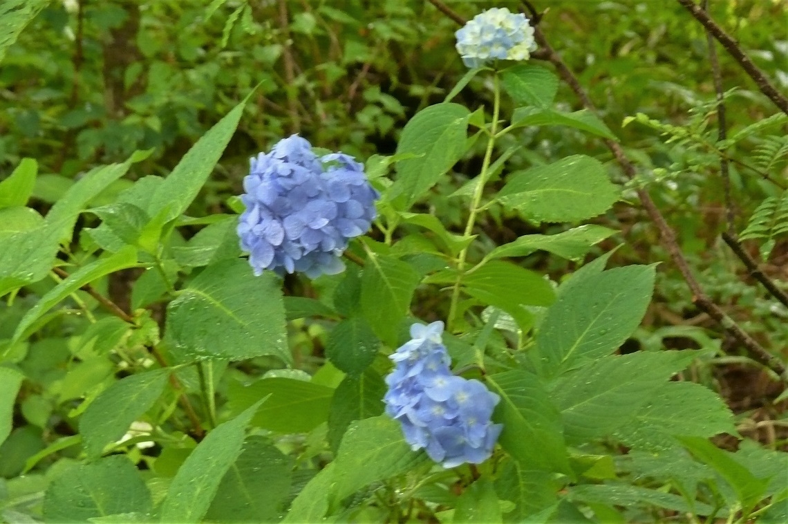 http://www.alpico.co.jp/shikinomori/news/images/P1230749.JPG