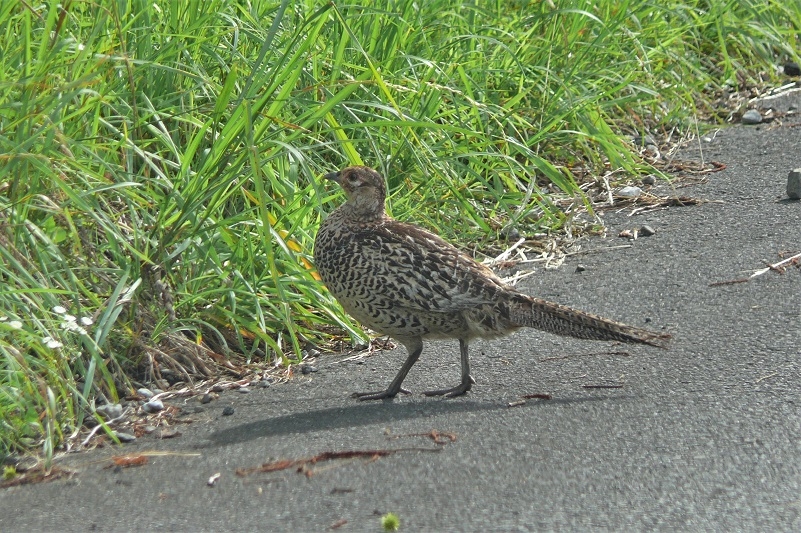 http://www.alpico.co.jp/shikinomori/news/images/P1230787.JPG