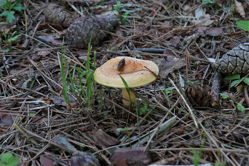 http://www.alpico.co.jp/shikinomori/news/images/P1230818.JPG