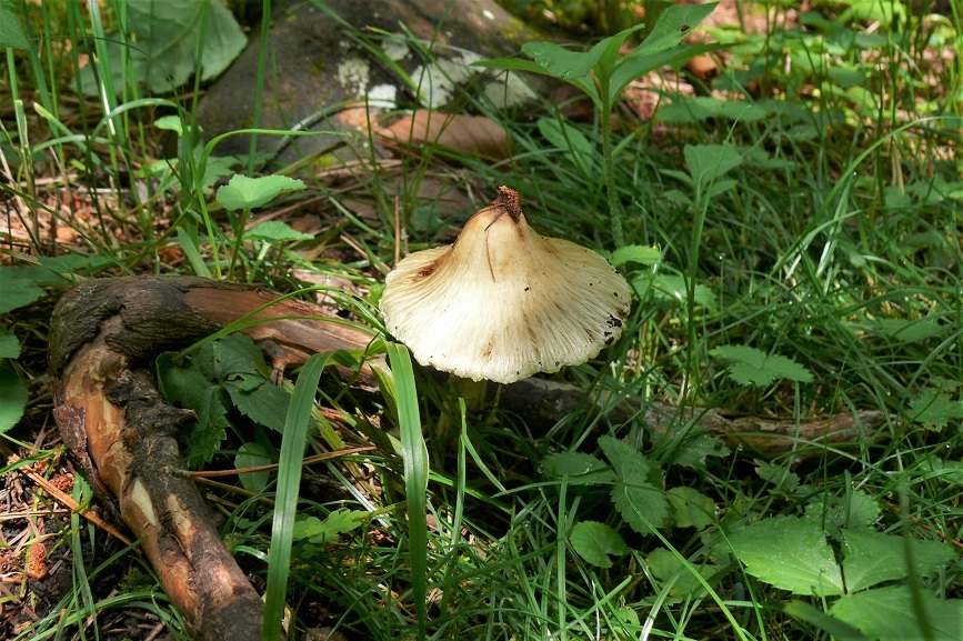 http://www.alpico.co.jp/shikinomori/news/images/P1230819.JPG