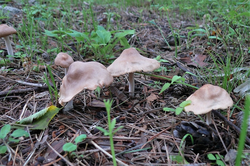 http://www.alpico.co.jp/shikinomori/news/images/P1230830.JPG