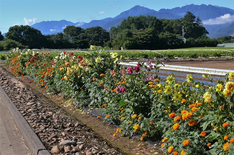 http://www.alpico.co.jp/shikinomori/news/images/P1230868.JPG
