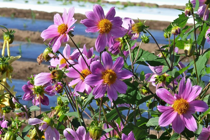 http://www.alpico.co.jp/shikinomori/news/images/P1230870.JPG