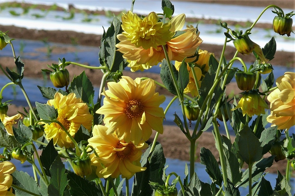http://www.alpico.co.jp/shikinomori/news/images/P1230871.JPG