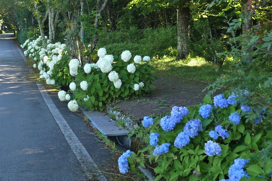 http://www.alpico.co.jp/shikinomori/news/images/P1230932.JPG