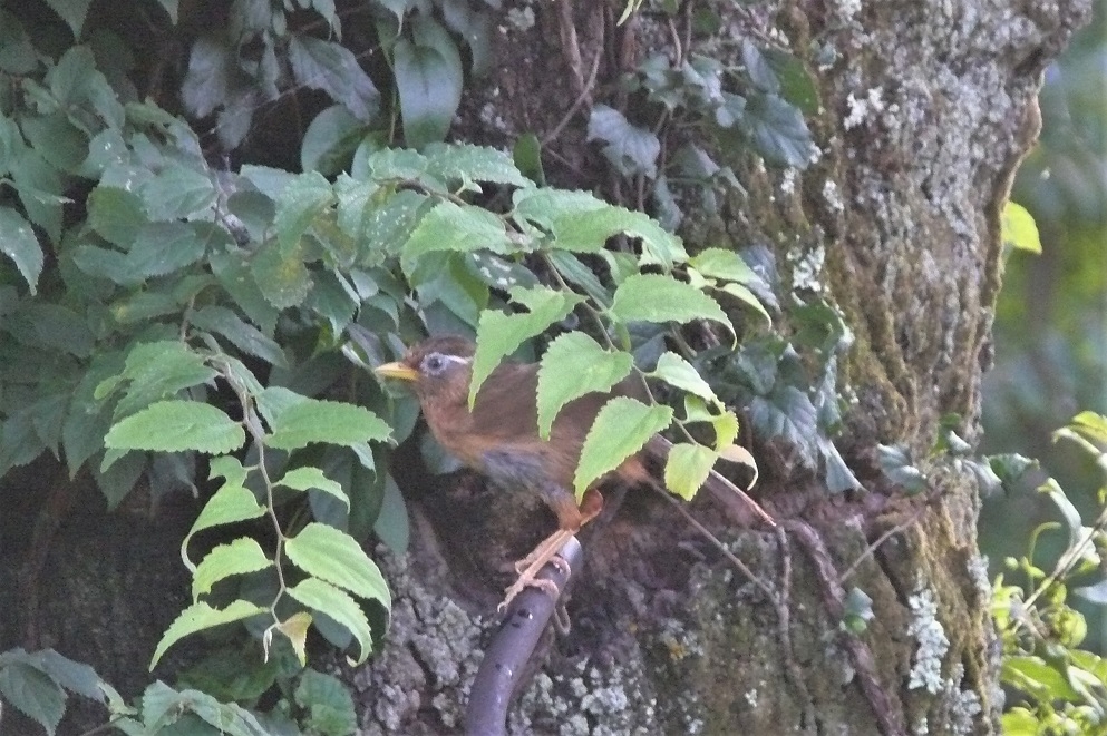 http://www.alpico.co.jp/shikinomori/news/images/P1230993.JPG