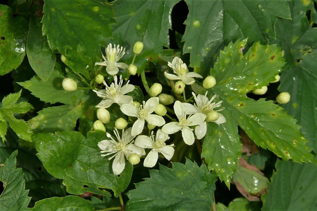 http://www.alpico.co.jp/shikinomori/news/images/P1240014.JPG