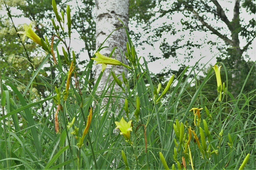 http://www.alpico.co.jp/shikinomori/news/images/P1240021.JPG