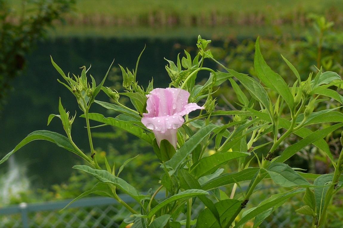 http://www.alpico.co.jp/shikinomori/news/images/P1240036.JPG