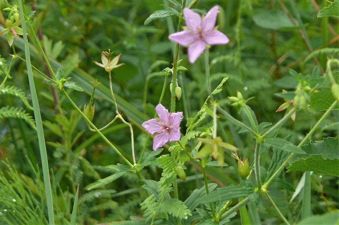 http://www.alpico.co.jp/shikinomori/news/images/P1240047.JPG