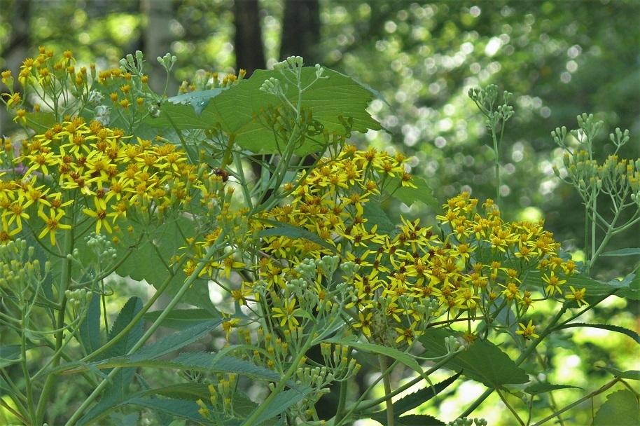 http://www.alpico.co.jp/shikinomori/news/images/P1240068.JPG