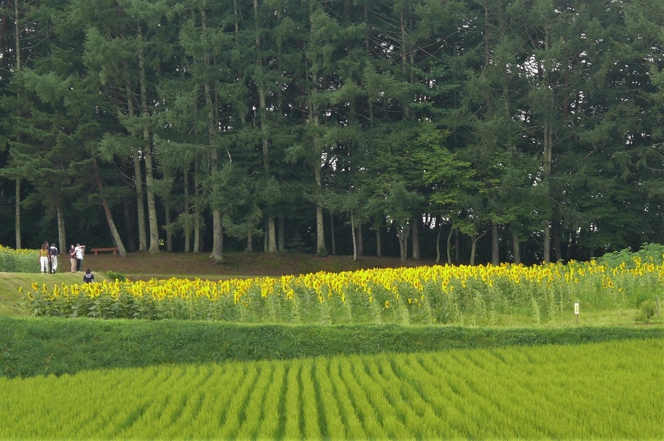 http://www.alpico.co.jp/shikinomori/news/images/P1240111.JPG