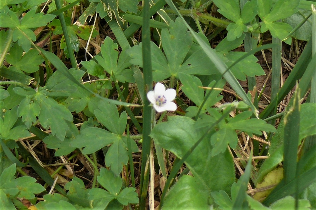 http://www.alpico.co.jp/shikinomori/news/images/P1240125.JPG