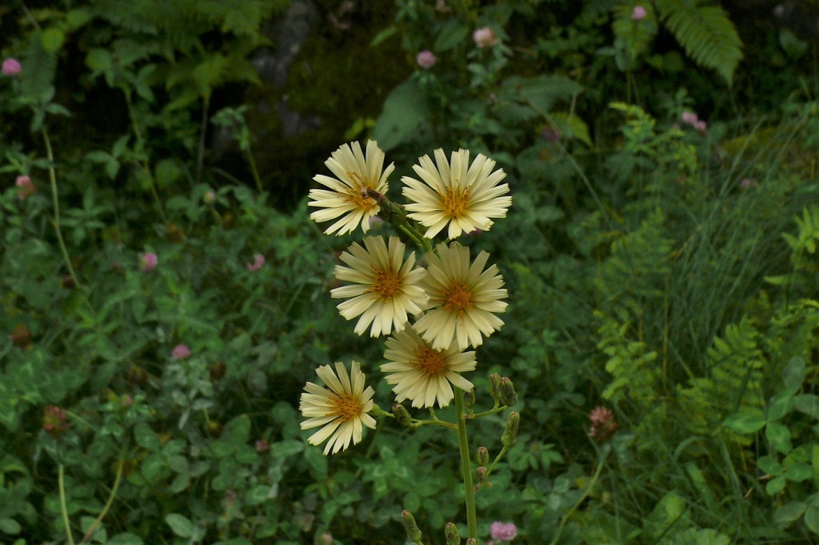 http://www.alpico.co.jp/shikinomori/news/images/P1240134.JPG