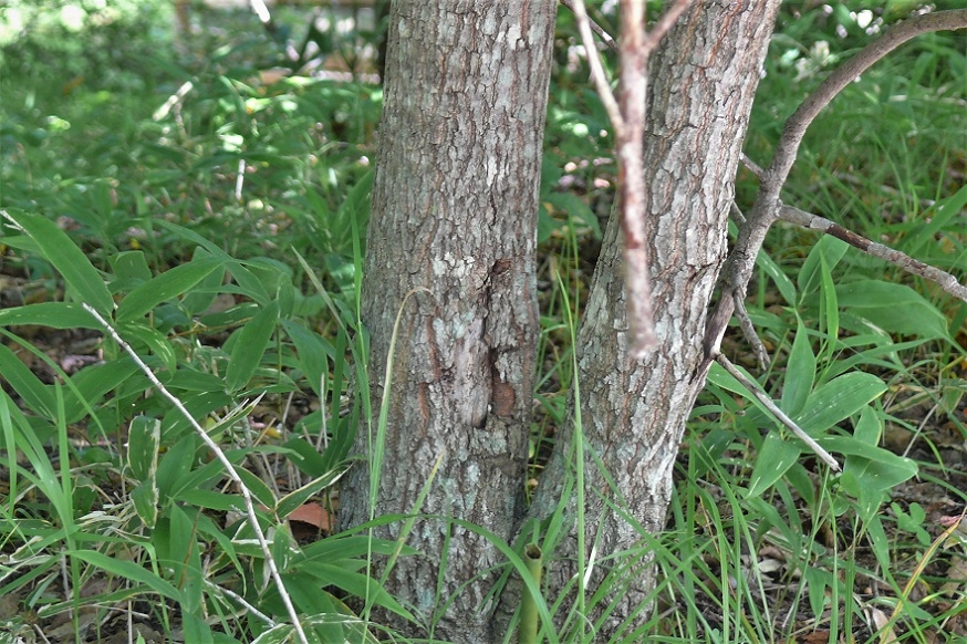 http://www.alpico.co.jp/shikinomori/news/images/P1240197.JPG