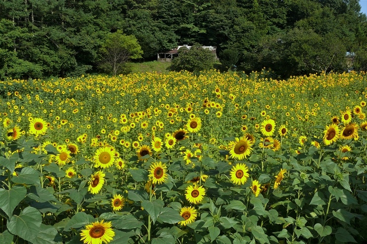 http://www.alpico.co.jp/shikinomori/news/images/P1240207.JPG