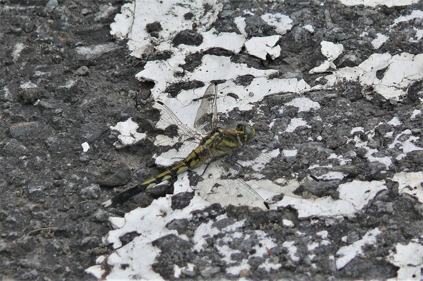 http://www.alpico.co.jp/shikinomori/news/images/P1240381.JPG