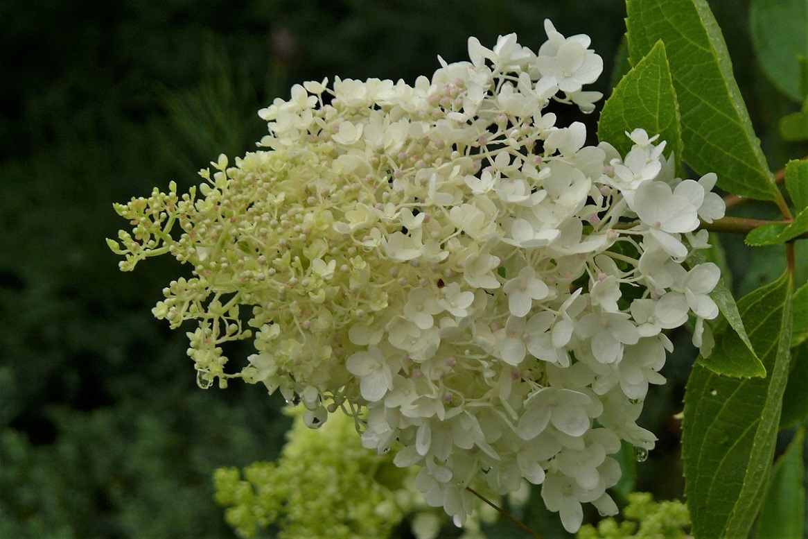 http://www.alpico.co.jp/shikinomori/news/images/P1240462.JPG