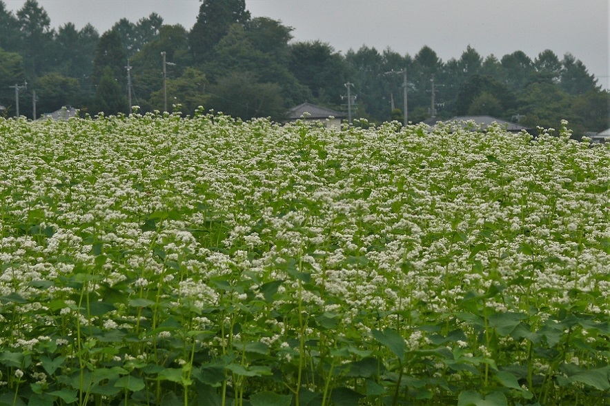 http://www.alpico.co.jp/shikinomori/news/images/P1240590.JPG