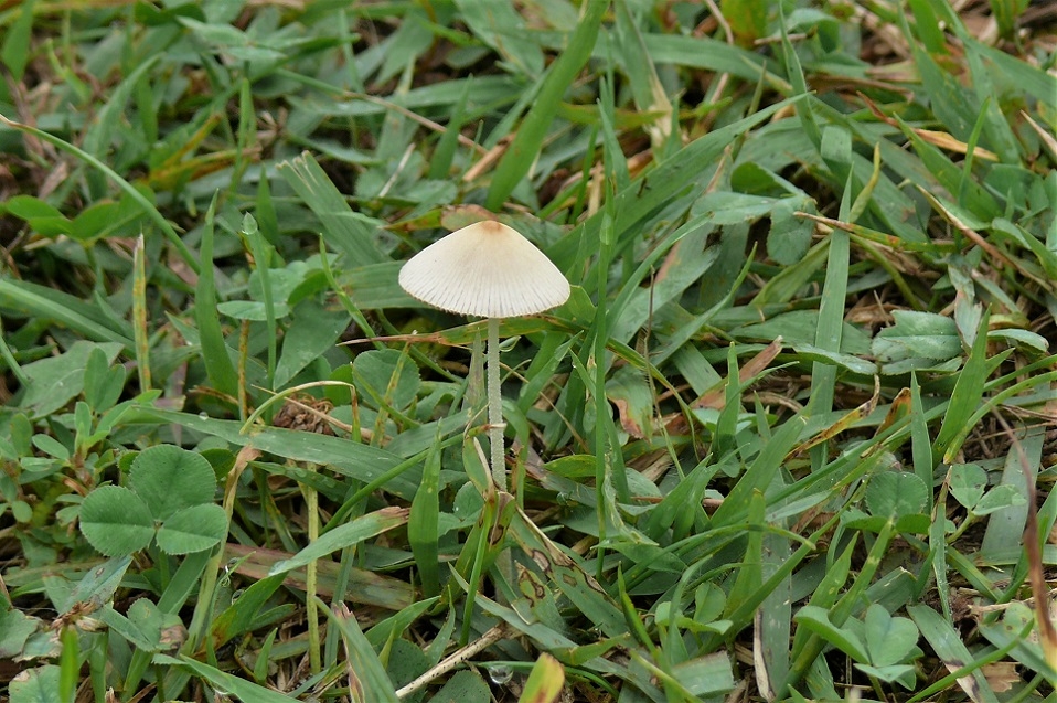 http://www.alpico.co.jp/shikinomori/news/images/P1240598.JPG