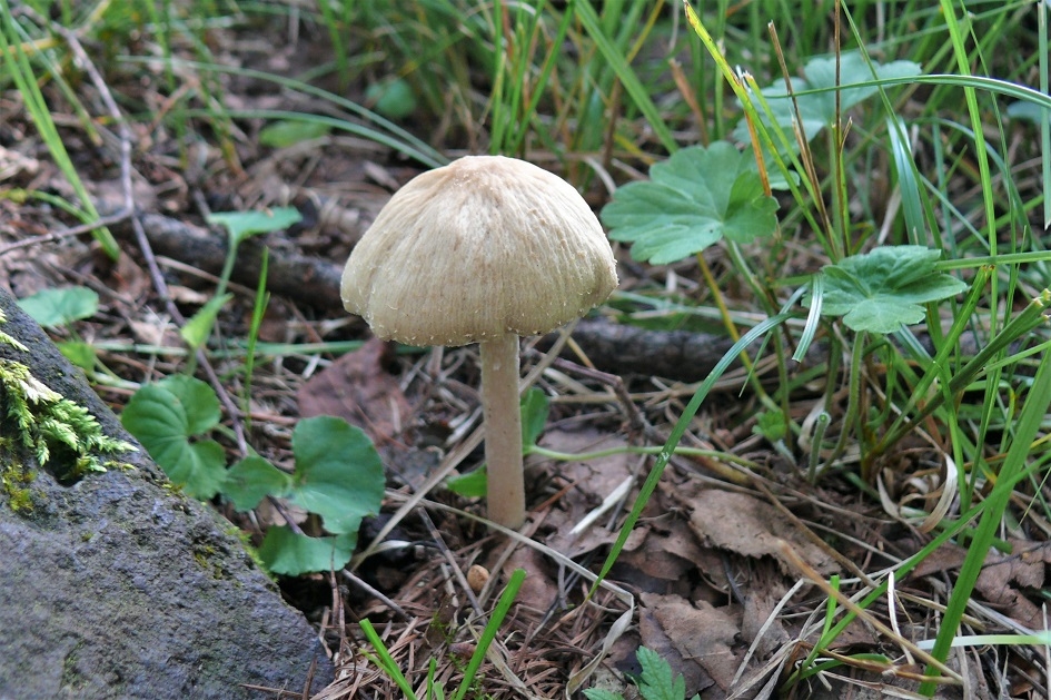 http://www.alpico.co.jp/shikinomori/news/images/P1240748.JPG