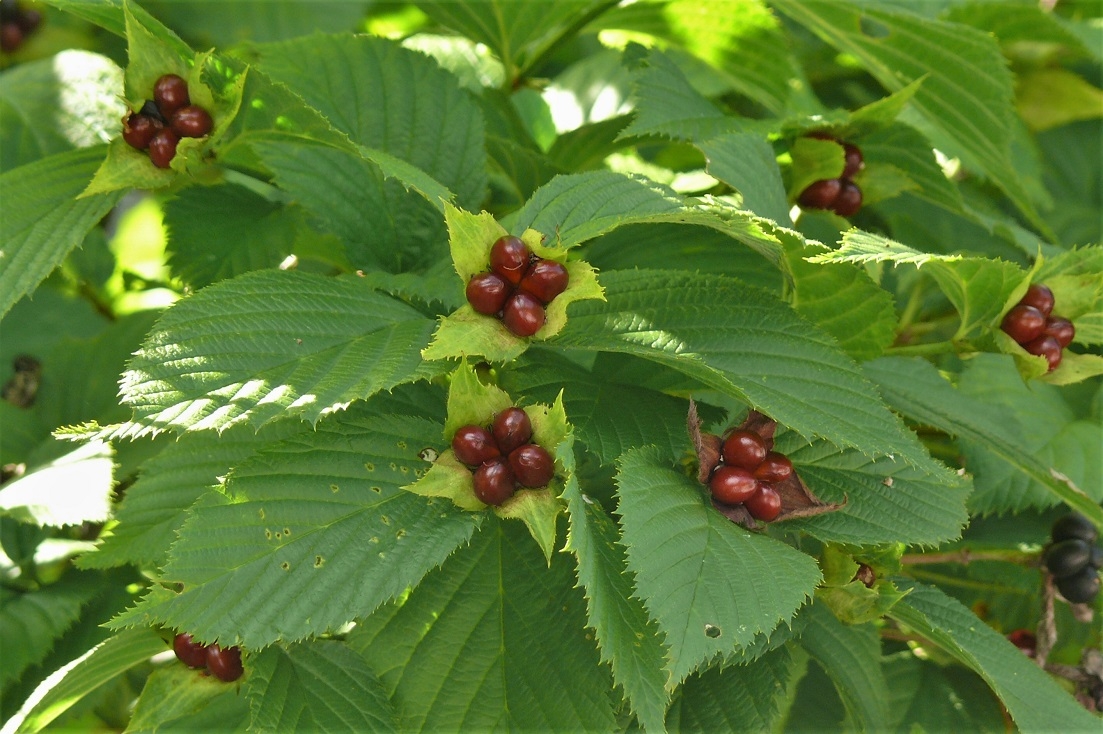 http://www.alpico.co.jp/shikinomori/news/images/P1240788.JPG