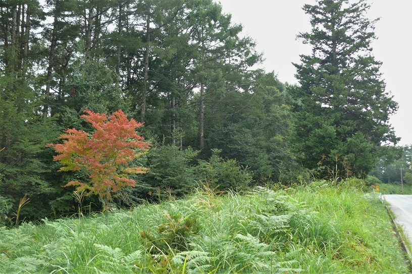 http://www.alpico.co.jp/shikinomori/news/images/P1240849.JPG