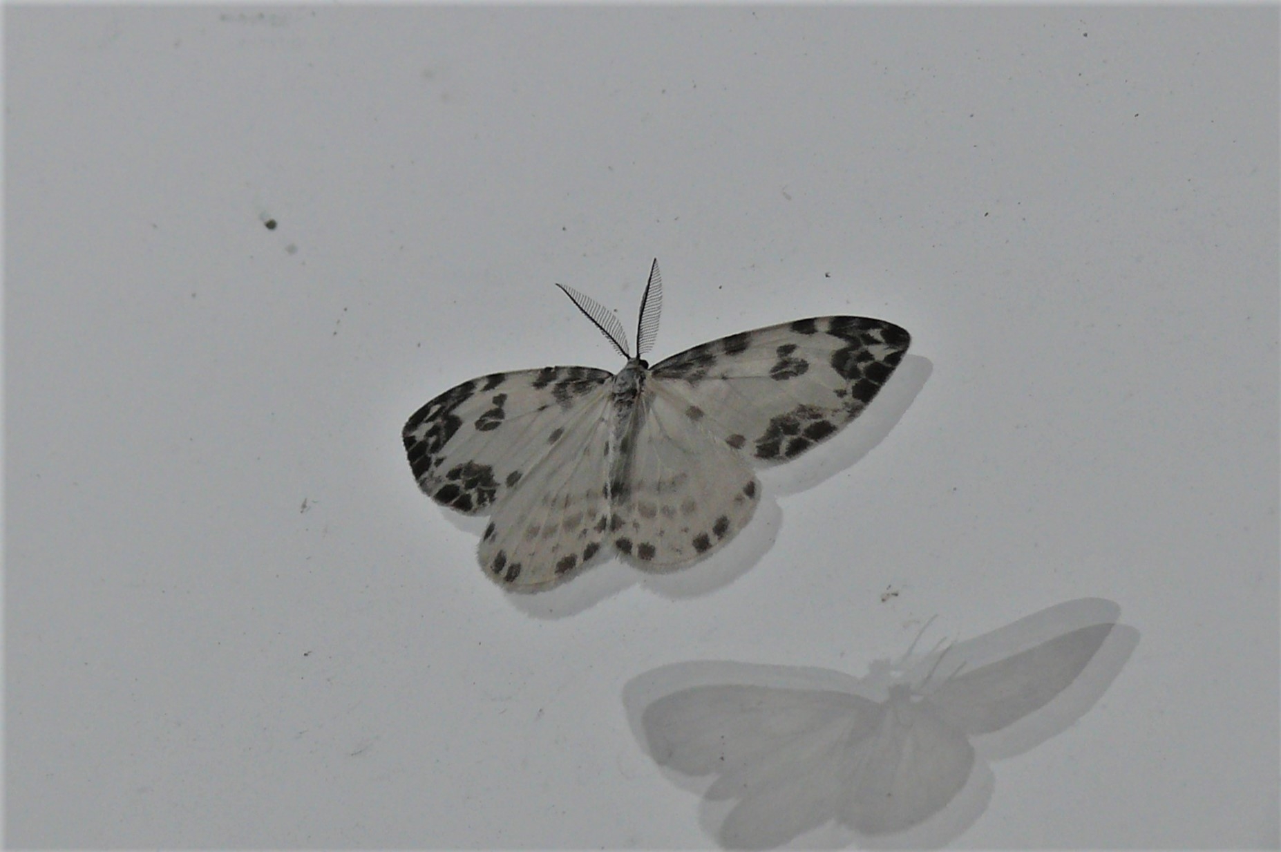 http://www.alpico.co.jp/shikinomori/news/images/P1240856.JPG