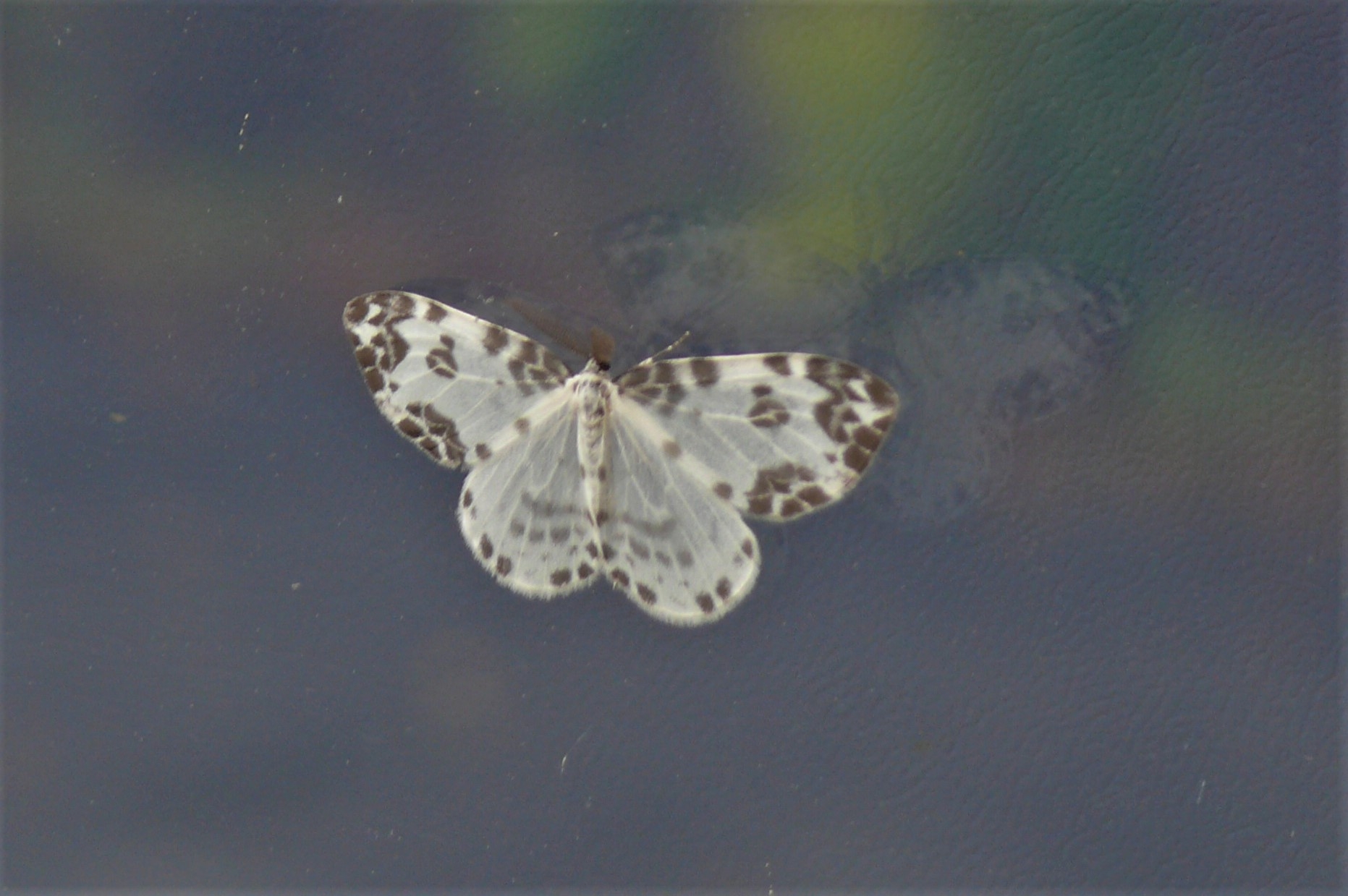 http://www.alpico.co.jp/shikinomori/news/images/P1240859.JPG