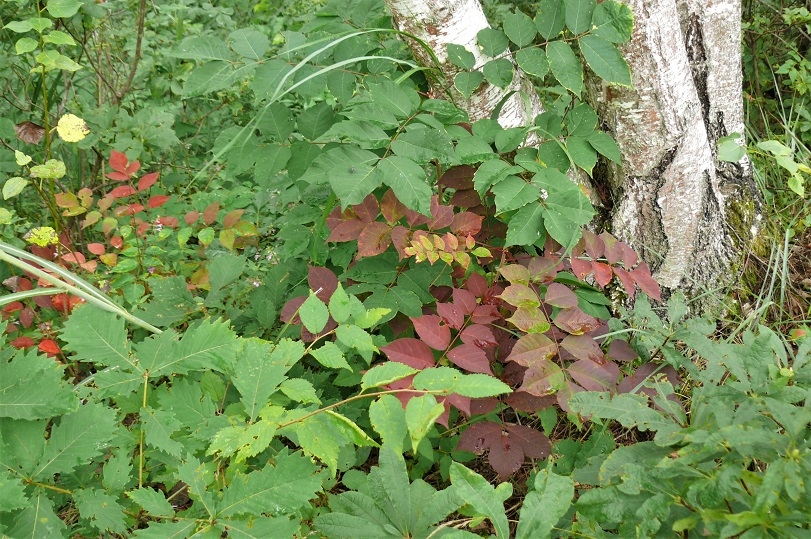 http://www.alpico.co.jp/shikinomori/news/images/P1240909.JPG