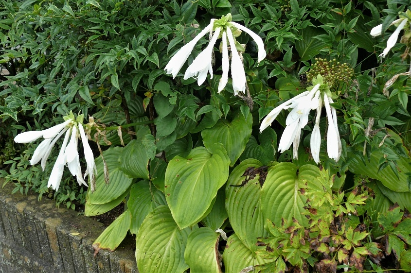 http://www.alpico.co.jp/shikinomori/news/images/P1240919.JPG