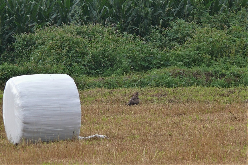 http://www.alpico.co.jp/shikinomori/news/images/P1240929.JPG