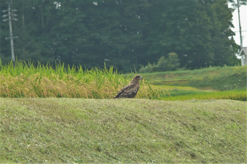 http://www.alpico.co.jp/shikinomori/news/images/P1240941.JPG