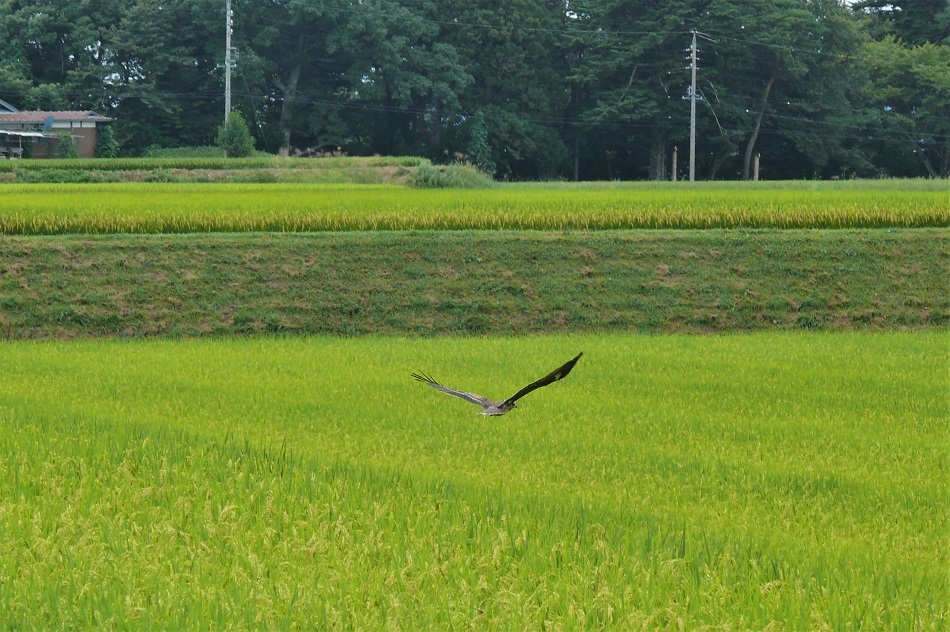http://www.alpico.co.jp/shikinomori/news/images/P1240944.JPG
