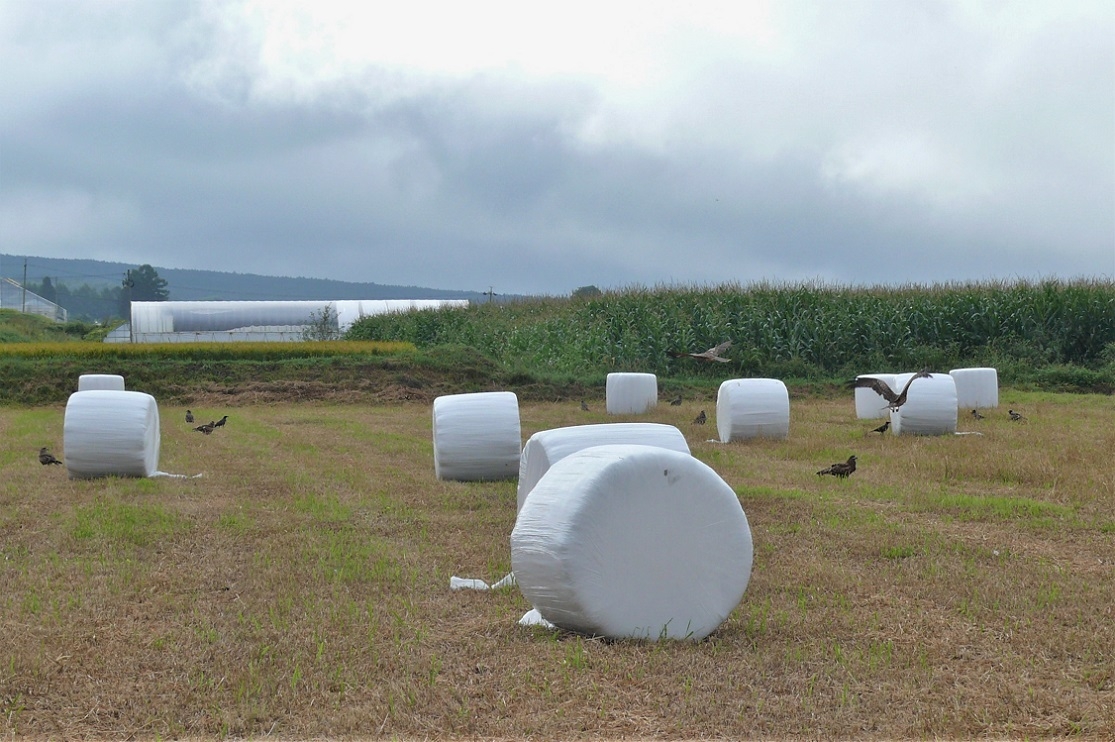 http://www.alpico.co.jp/shikinomori/news/images/P1240965.JPG