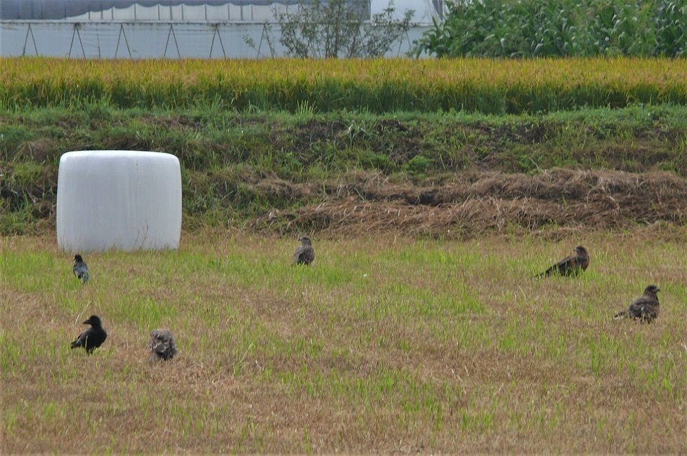 http://www.alpico.co.jp/shikinomori/news/images/P1240972.JPG