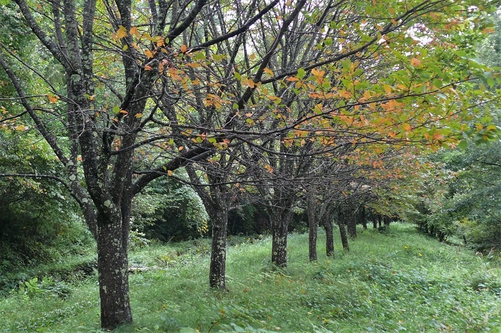 http://www.alpico.co.jp/shikinomori/news/images/P1250042.JPG