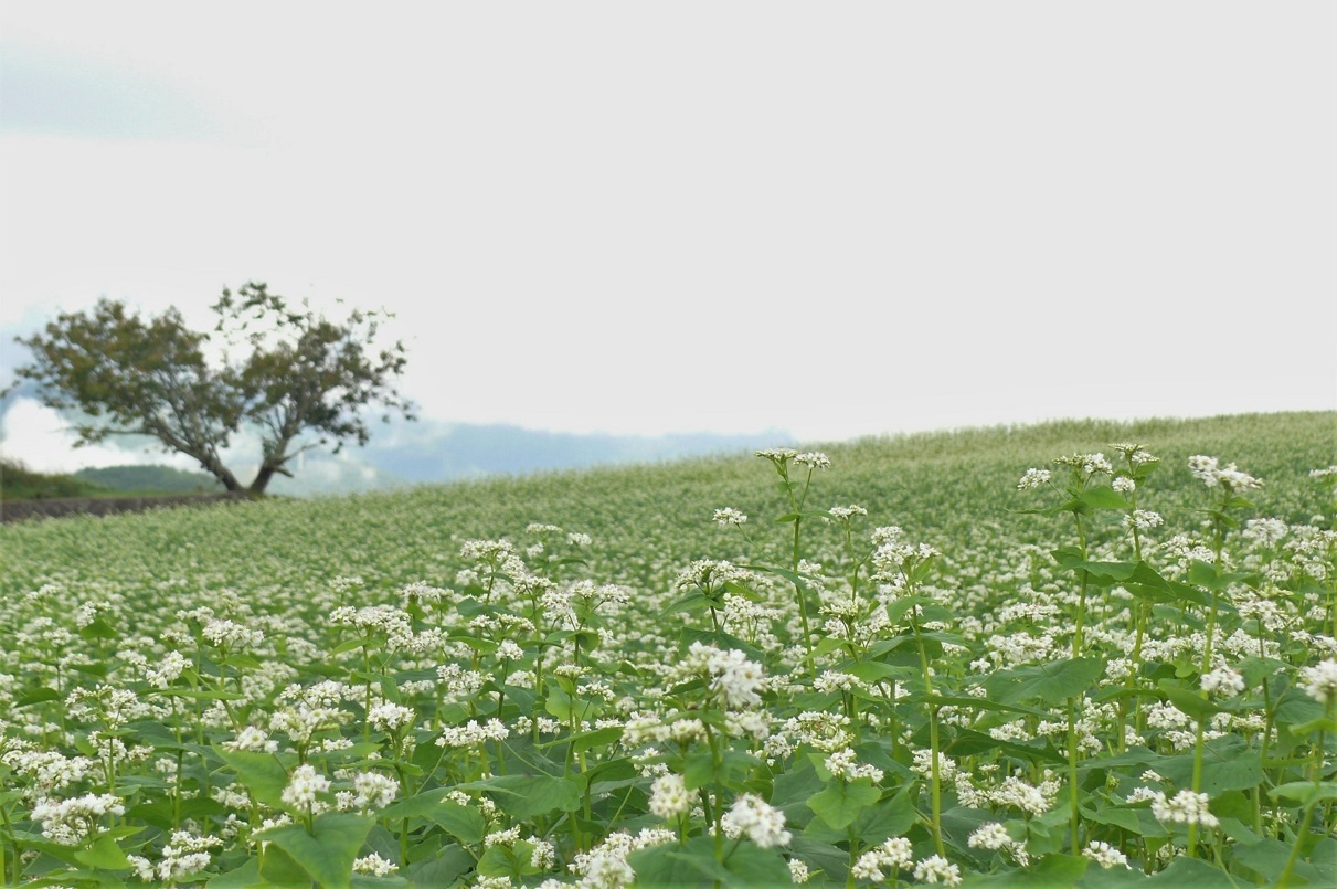 http://www.alpico.co.jp/shikinomori/news/images/P1250073.JPG