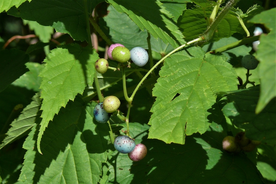 http://www.alpico.co.jp/shikinomori/news/images/P1250099.JPG