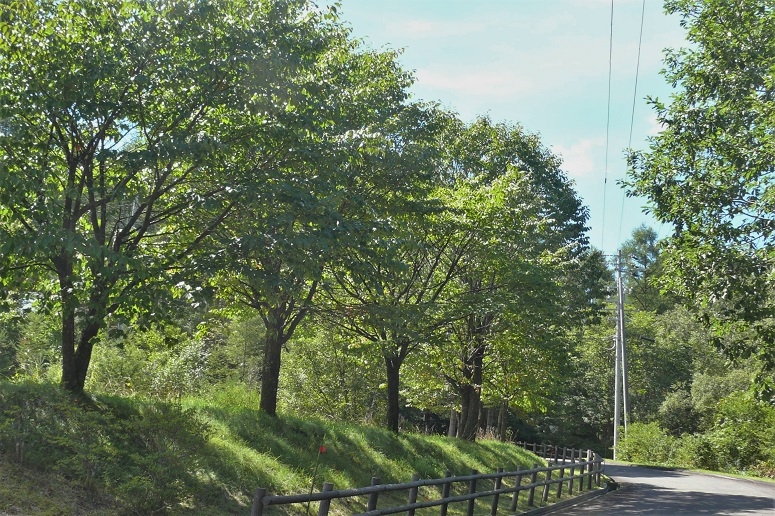 http://www.alpico.co.jp/shikinomori/news/images/P1250119.JPG