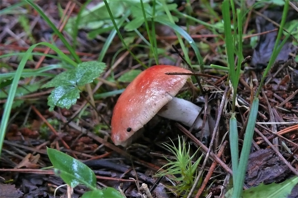 http://www.alpico.co.jp/shikinomori/news/images/P1250252.JPG
