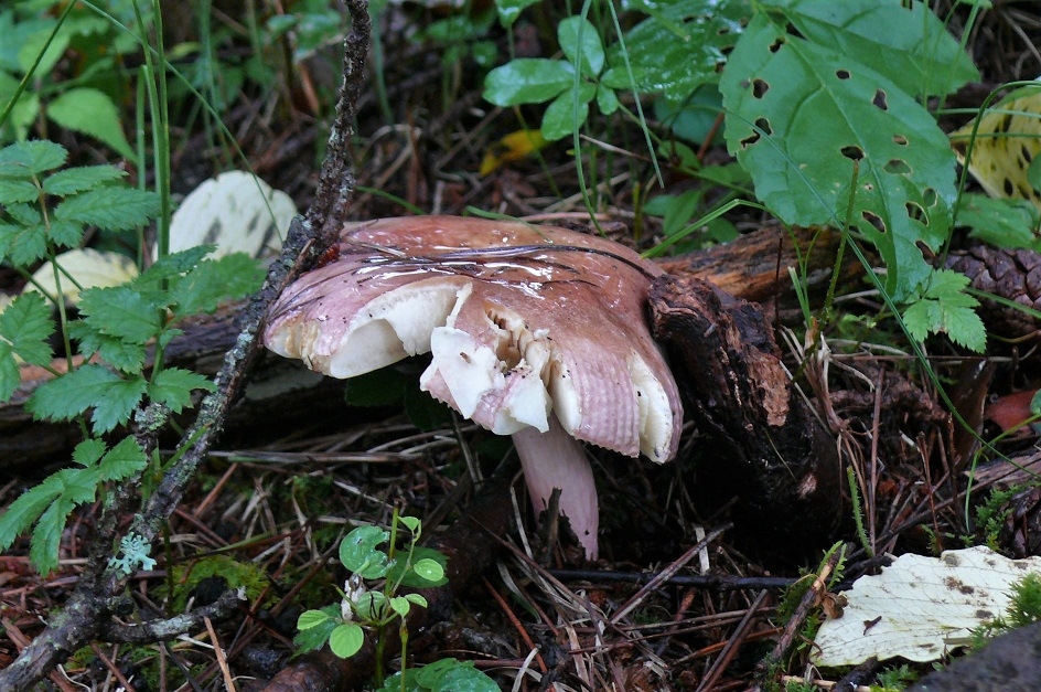 http://www.alpico.co.jp/shikinomori/news/images/P1250253.JPG