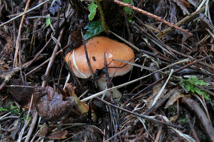 http://www.alpico.co.jp/shikinomori/news/images/P1250254.JPG