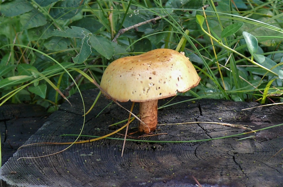 http://www.alpico.co.jp/shikinomori/news/images/P1250272.JPG