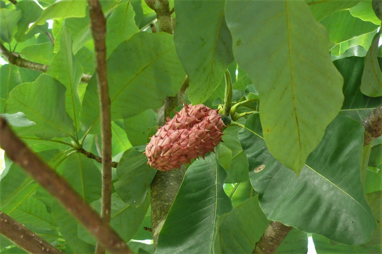 http://www.alpico.co.jp/shikinomori/news/images/P1250278.JPG